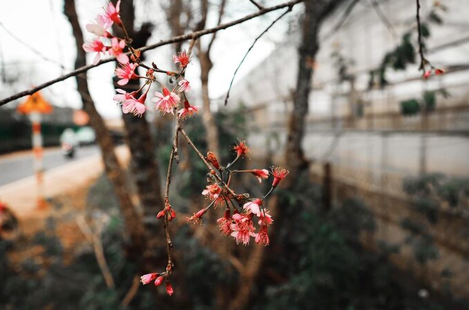 da lat in the early season of mai anh dao blossom