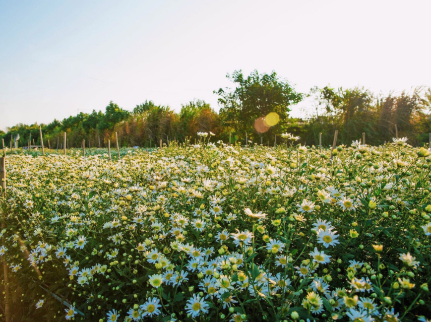 Daisy season brightens up Hanoi capital