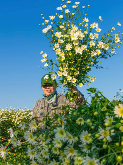 Daisy season brightens up Hanoi capital