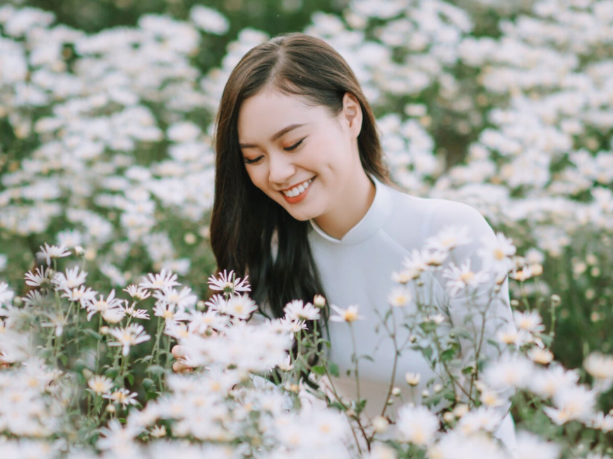 Daisy season brightens up Hanoi capital