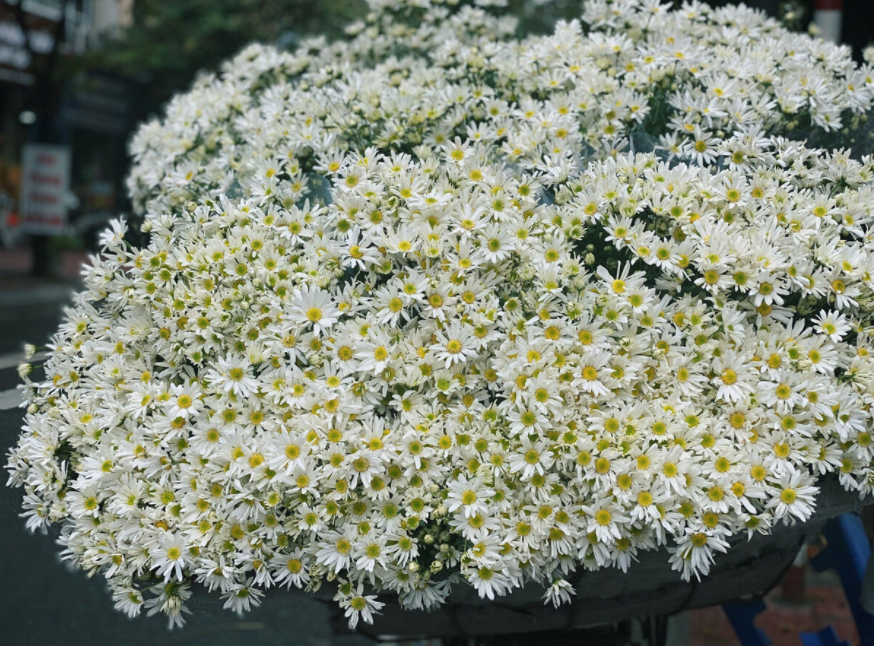 Daisy season brightens up Hanoi capital