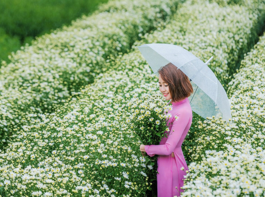 Daisy season brightens up Hanoi capital