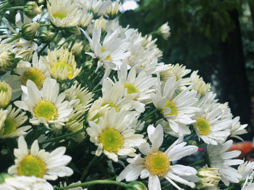 Daisy season brightens up Hanoi capital