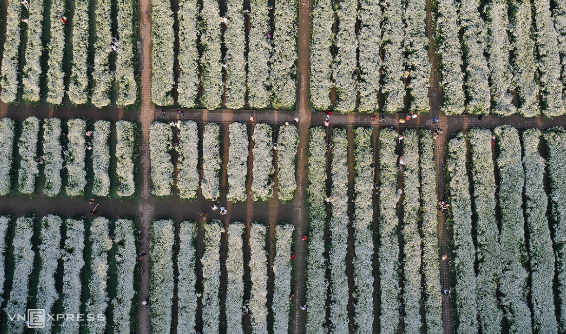 Daisy season brightens up Hanoi capital