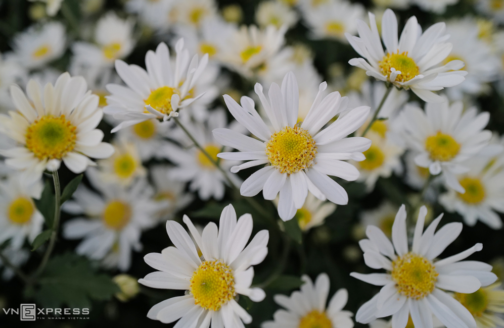 Daisy season brightens up Hanoi capital