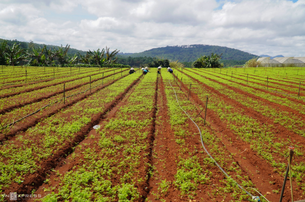 Stunning scenes of Da Lat suburb