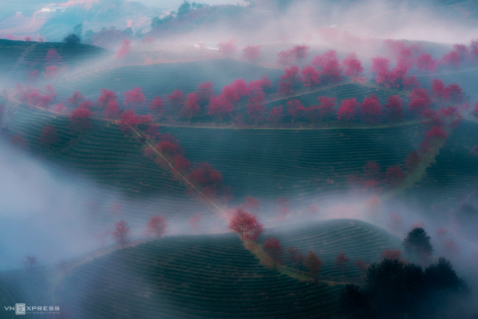 Mai anh dao blossom season comes early on the tea hills of Sa Pa