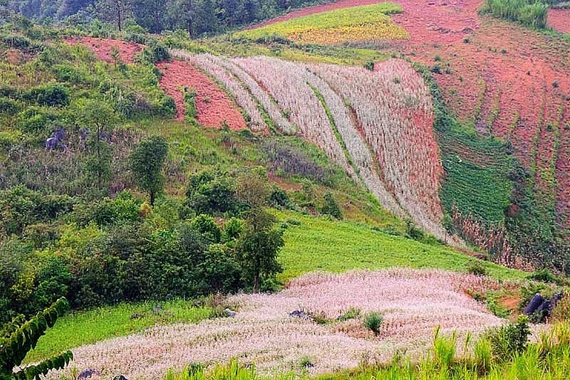 Picturesque Destinations to Admire Buckwheat Flowers in Ha Giang