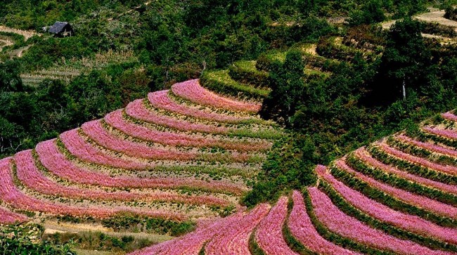 Picturesque Destinations to Admire Buckwheat Flowers in Ha Giang