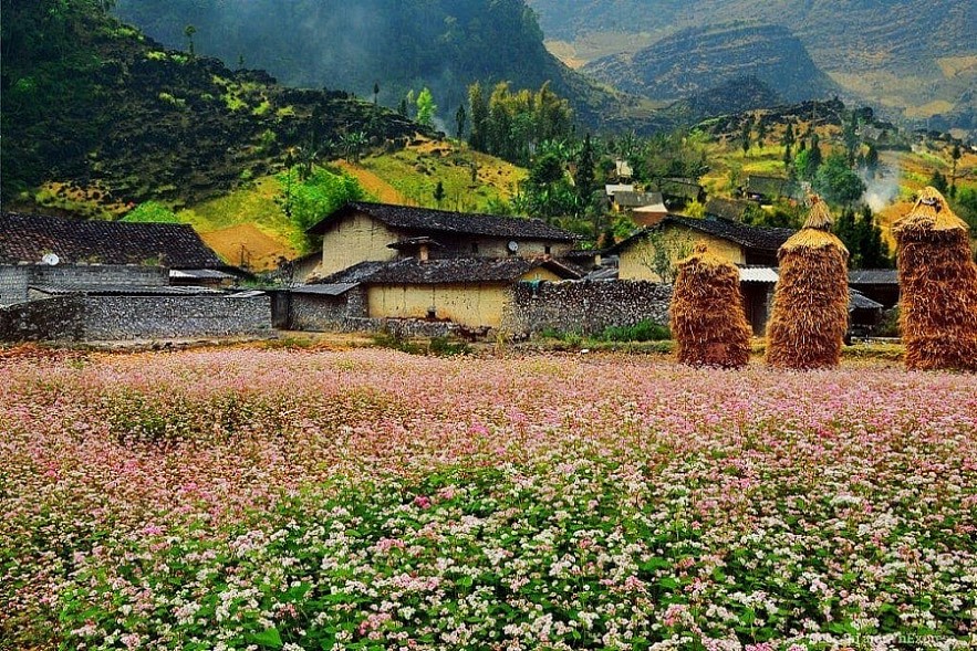 Picturesque Destinations to Admire Buckwheat Flowers in Ha Giang
