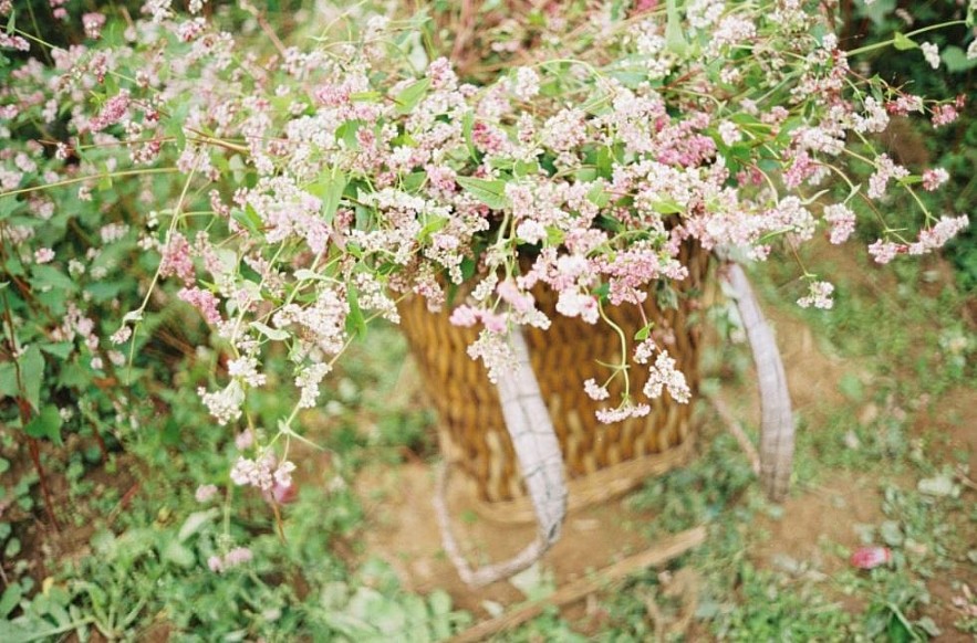 Picturesque Destinations to Admire Buckwheat Flowers in Ha Giang