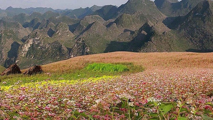 Picturesque Destinations to Admire Buckwheat Flowers in Ha Giang