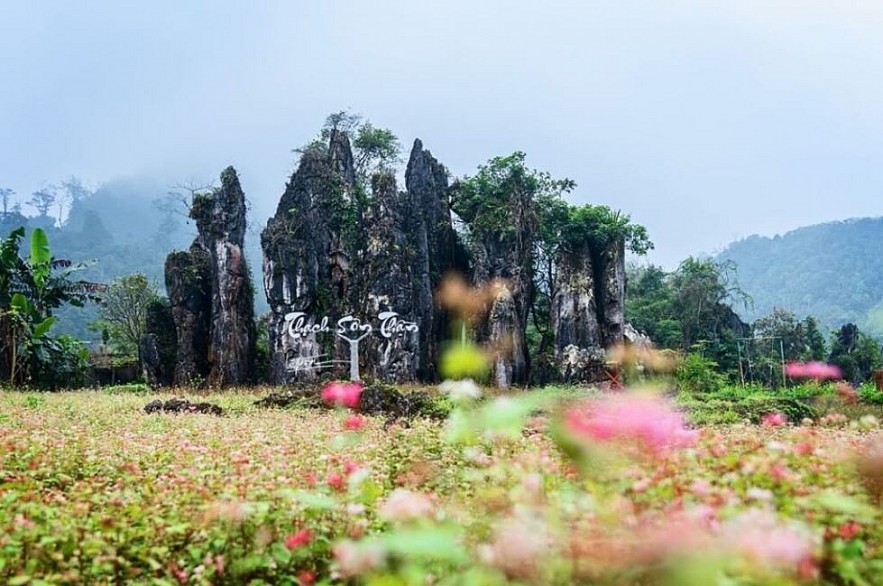 Picturesque Destinations to Admire Buckwheat Flowers in Ha Giang