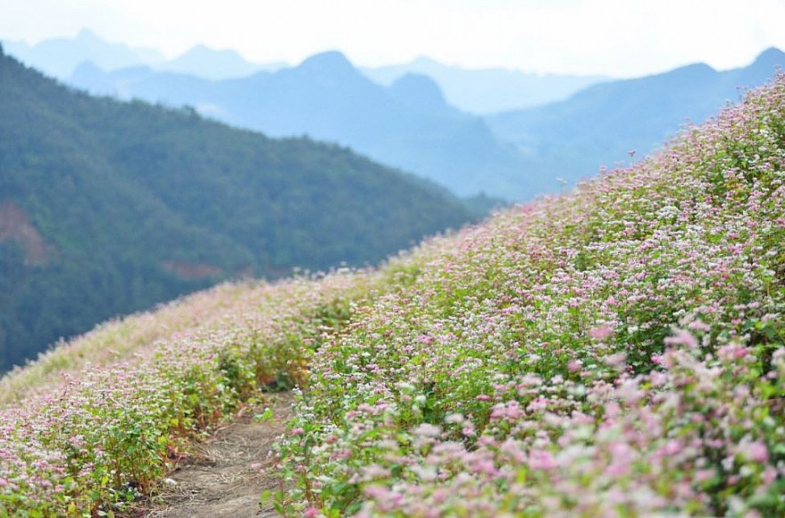 Picturesque Destinations to Admire Buckwheat Flowers in Ha Giang