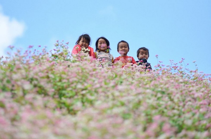 Picturesque Destinations to Admire Buckwheat Flowers in Ha Giang