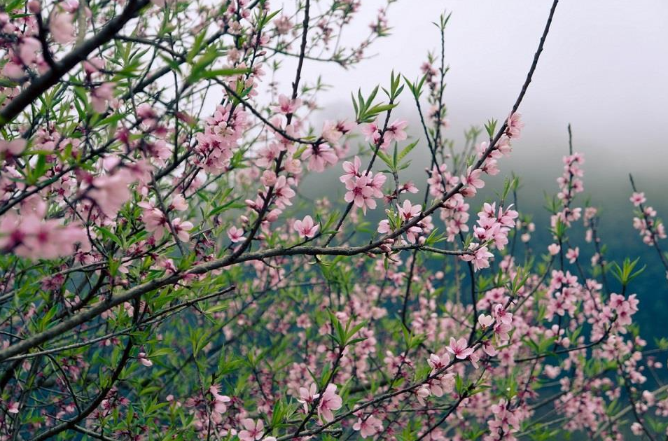 traveling throughout flower seasons in vietnams northwest