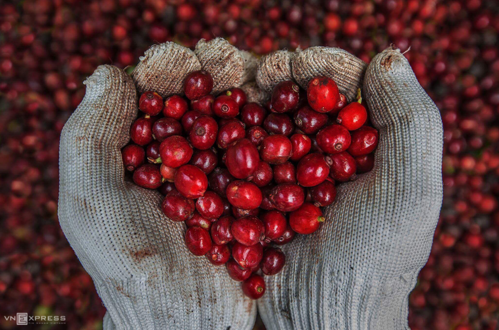 coffee harvesting season of kon tum vietnam central highlands