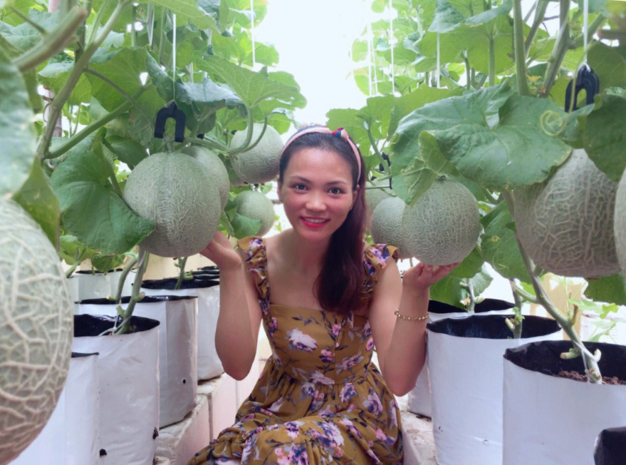 Impressive rooftop melon garden own by a Saigonese