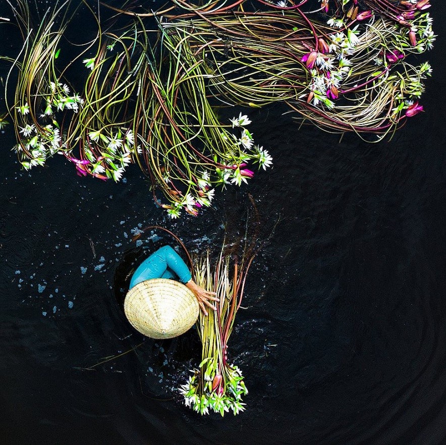 In Photo: Water Lily Harvest in Vietnamese Southwest Region