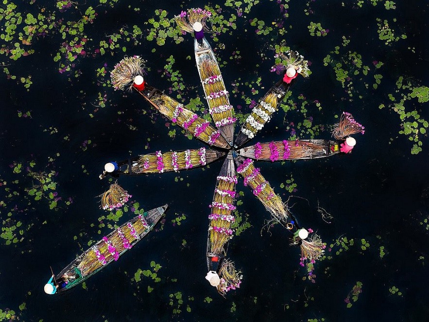 In Photo: Water Lily Harvest in Vietnamese Southwest Region