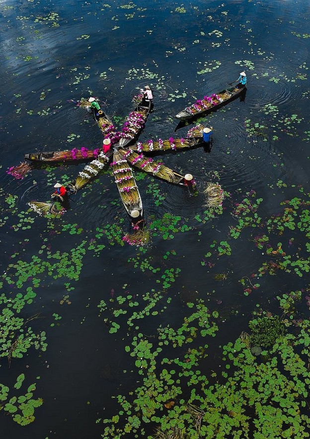 In Photo: Water Lily Harvest in Vietnamese Southwest Region