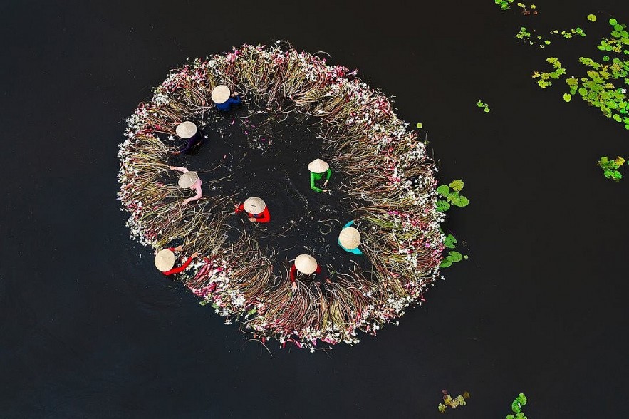 In Photo: Water Lily Harvest in Vietnamese Southwest Region