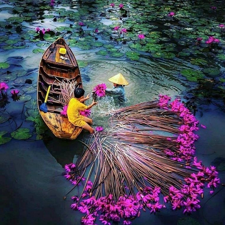 In Photo: Water Lily Harvest in Vietnamese Southwest Region