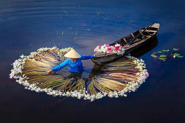 In Photo: Water Lily Harvest in Vietnamese Southwest Region