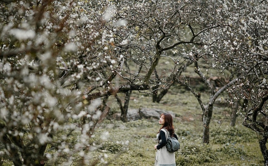 Hunting for Out-of-Season Plum Blossoms in Moc Chau