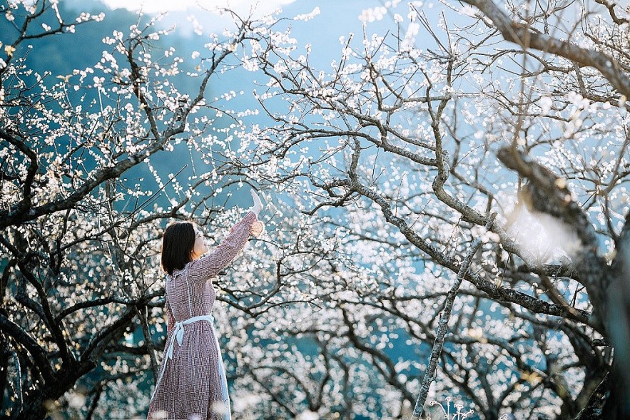 Hunting for Out-of-Season Plum Blossoms in Moc Chau