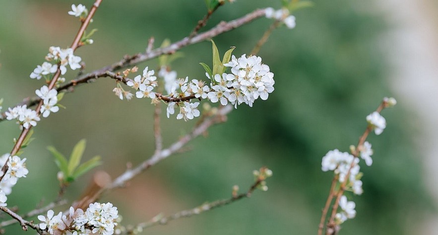 Hunting for Out-of-Season Plum Blossoms in Moc Chau