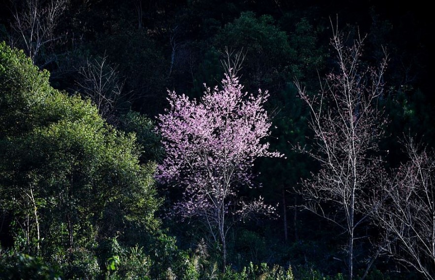 Sour Cherry Blooms in Da Lat in Chilly Weather Sour Cherry Blooms in Da Lat in Chilly Weather