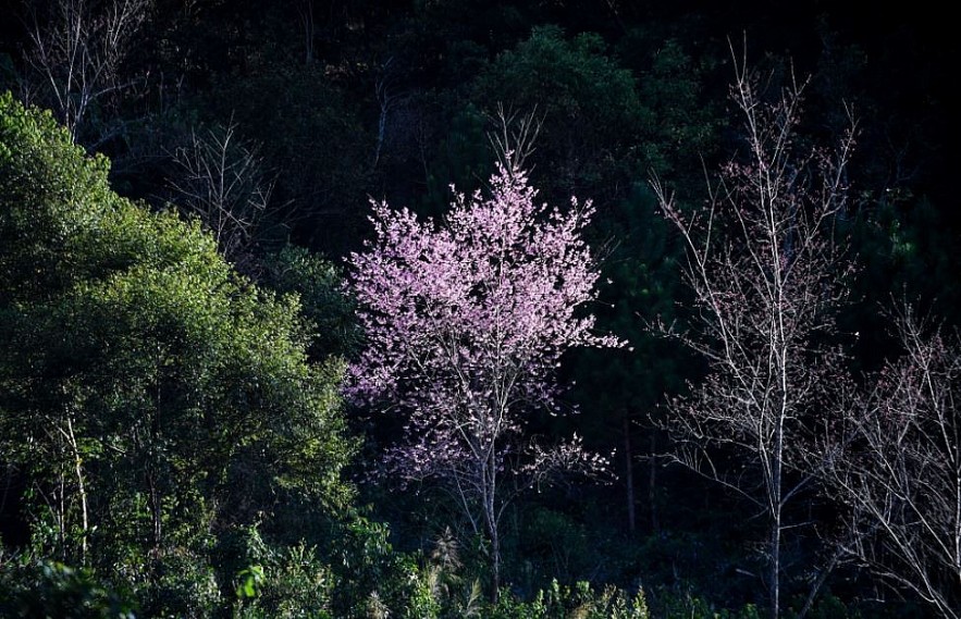 Sour Cherry Blooms in Da Lat in Chilly Weather