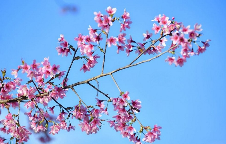 Sour Cherry Blooms in Da Lat in Chilly Weather