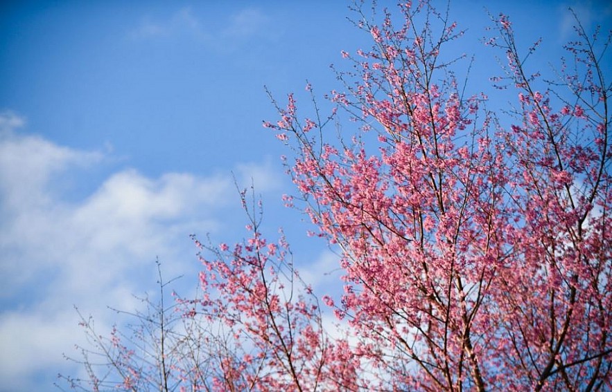 Sour Cherry Blooms in Da Lat in Chilly Weather Sour Cherry Blooms in Da Lat in Chilly Weather