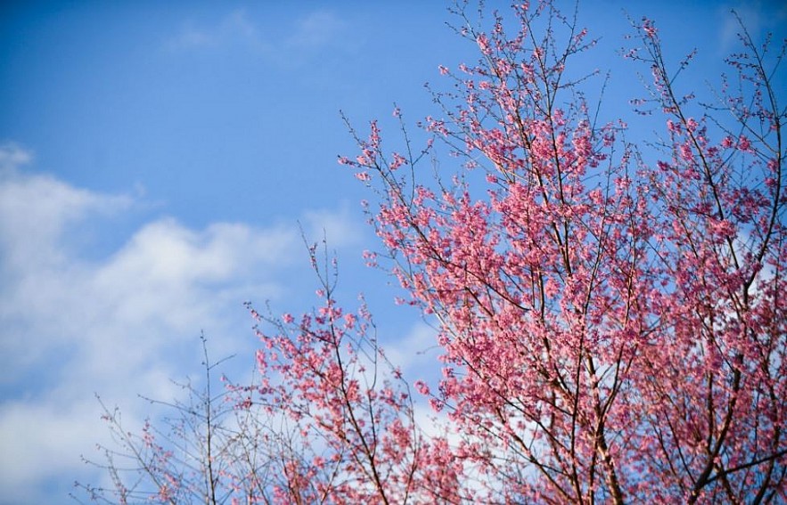 Sour Cherry Blooms in Da Lat in Chilly Weather