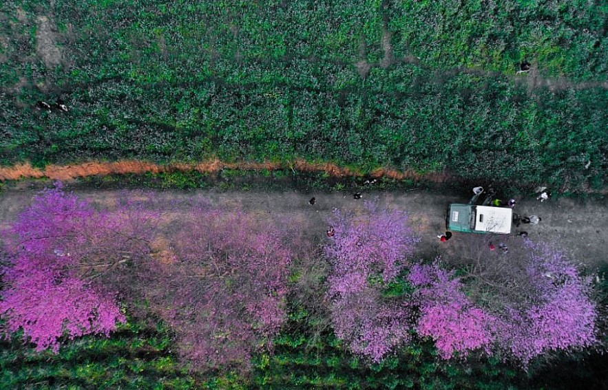 Sour Cherry Blooms in Da Lat in Chilly Weather