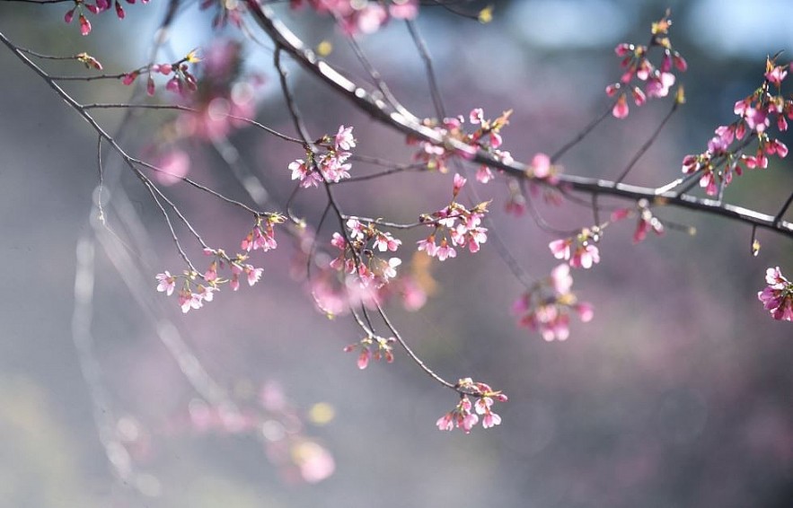 Sour Cherry Blooms in Da Lat in Chilly Weather