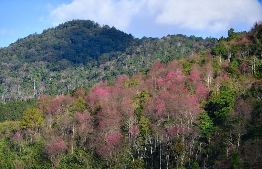 Sour Cherry Blooms in Da Lat in Chilly Weather Sour Cherry Blooms in Da Lat in Chilly Weather