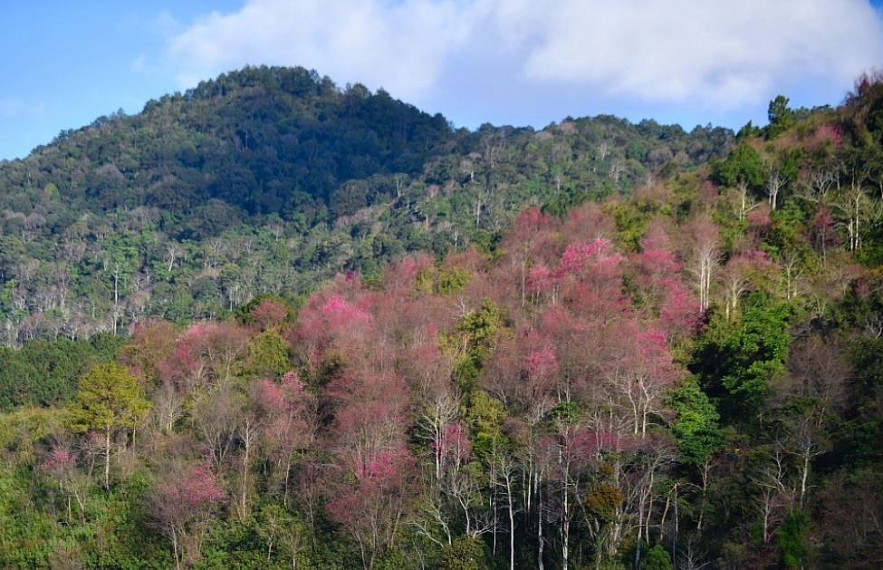 Sour Cherry Blooms in Da Lat in Chilly Weather