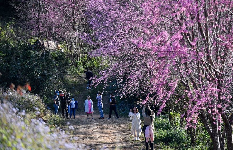 Sour Cherry Blooms in Da Lat in Chilly Weather