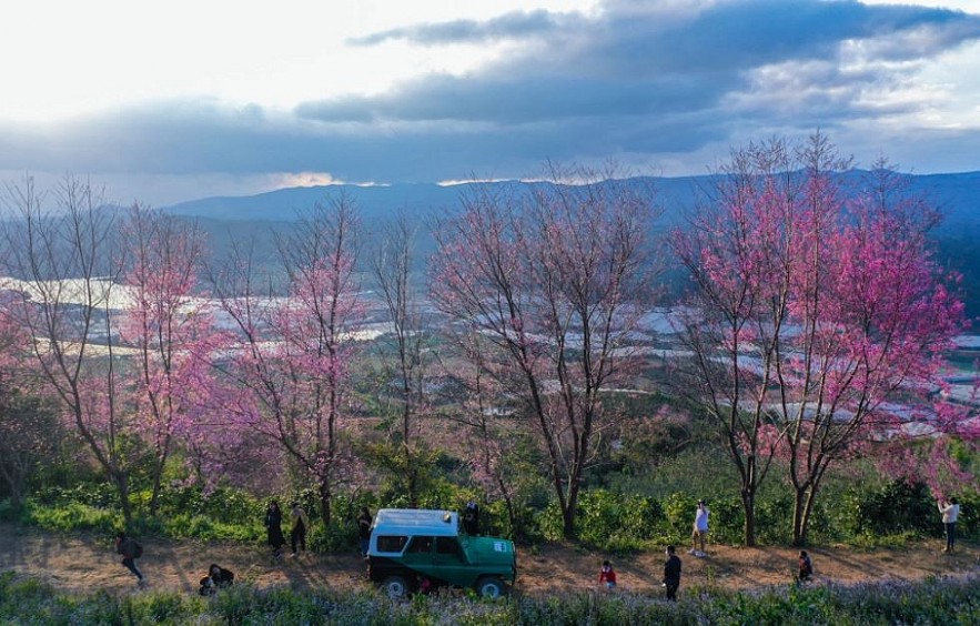 Sour Cherry Blooms in Da Lat in Chilly Weather