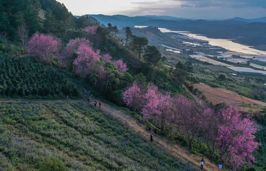 Sour Cherry Blooms in Da Lat in Chilly Weather