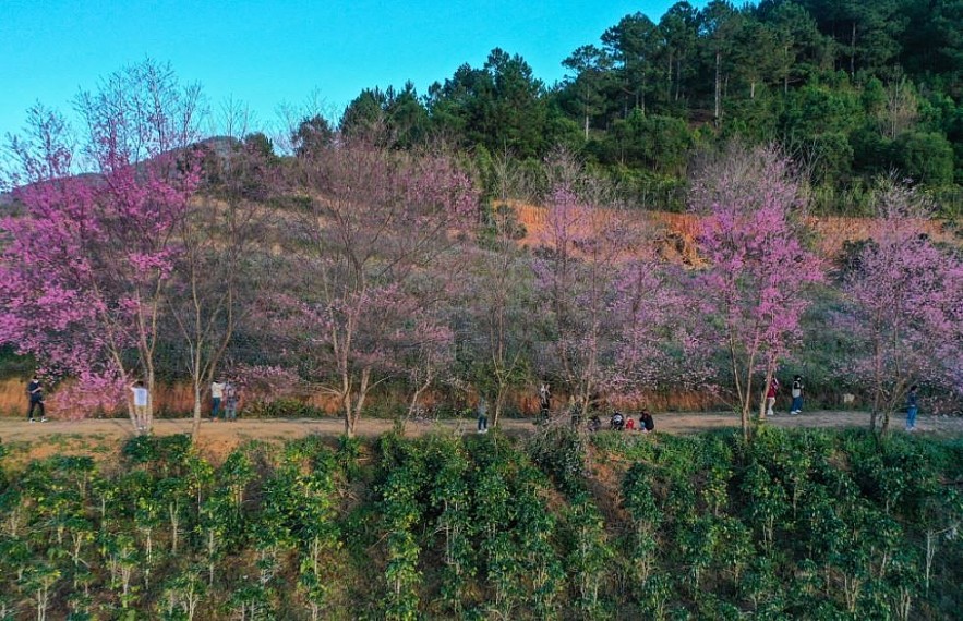 Sour Cherry Blooms in Da Lat in Chilly Weather