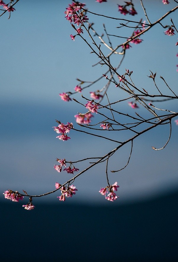 Sour Cherry Blooms in Da Lat in Chilly Weather