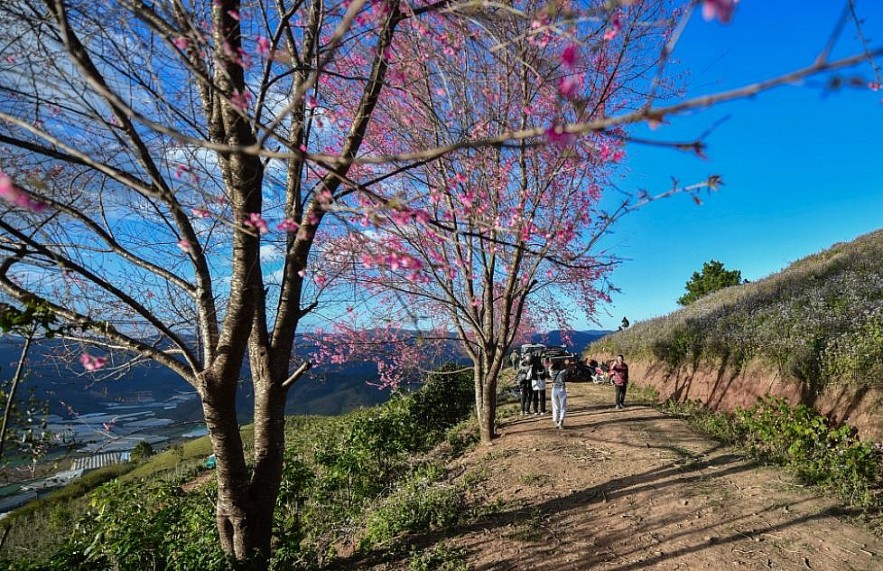 Sour Cherry Blooms in Da Lat in Chilly Weather