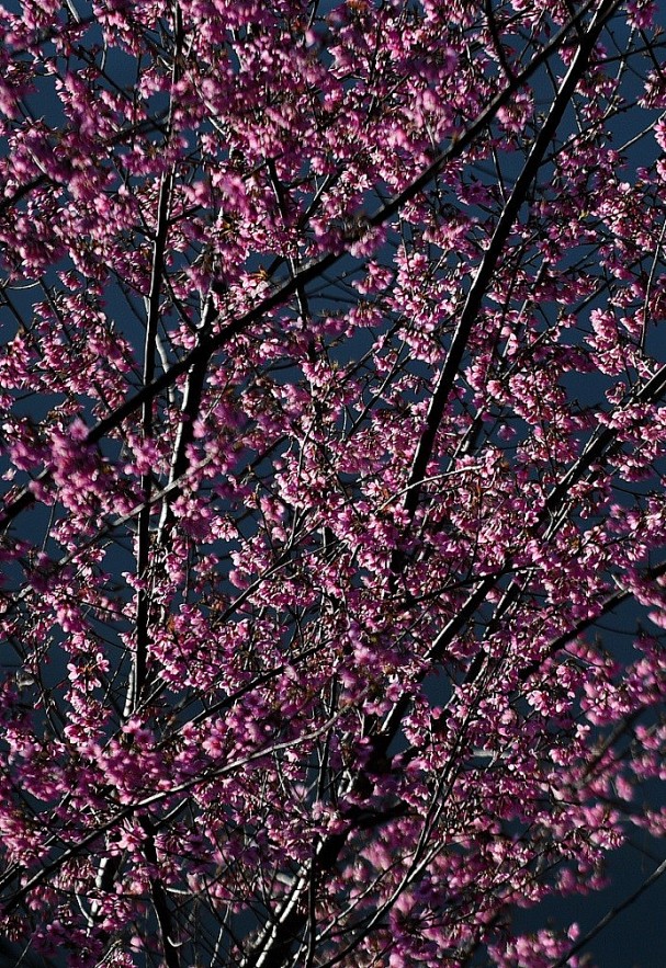 Sour Cherry Blooms in Da Lat in Chilly Weather