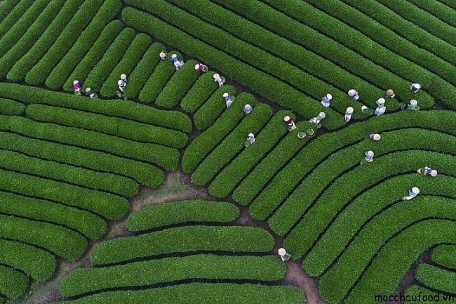 Mesmerizing Moc Chau Tea Hill from Above