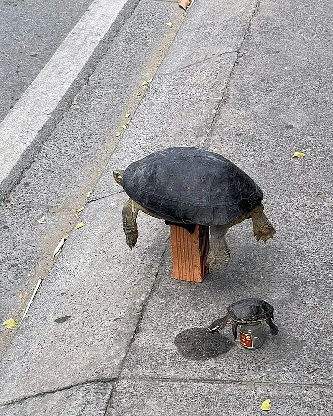 Expats in Ho Chi Minh City Rescue Trafficked Turtles