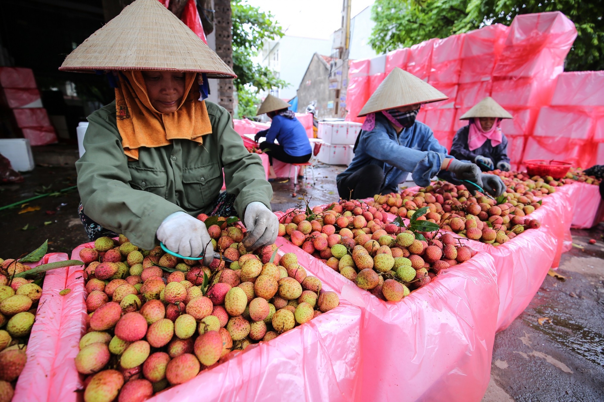 Bac Giang to boost domestic lychee consumption due to export difficulties